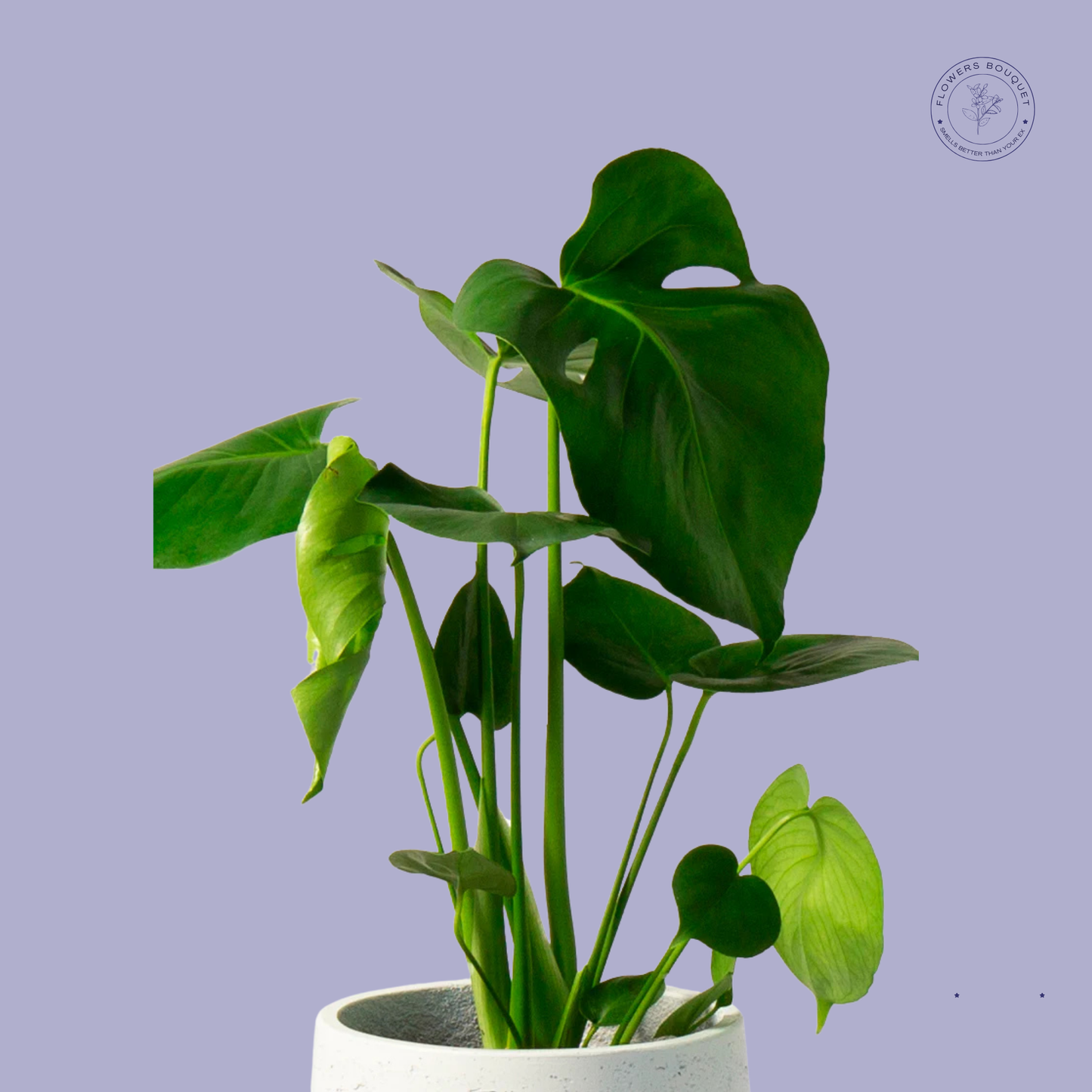 Monstera Deliciosa (Swiss Cheese Plant)