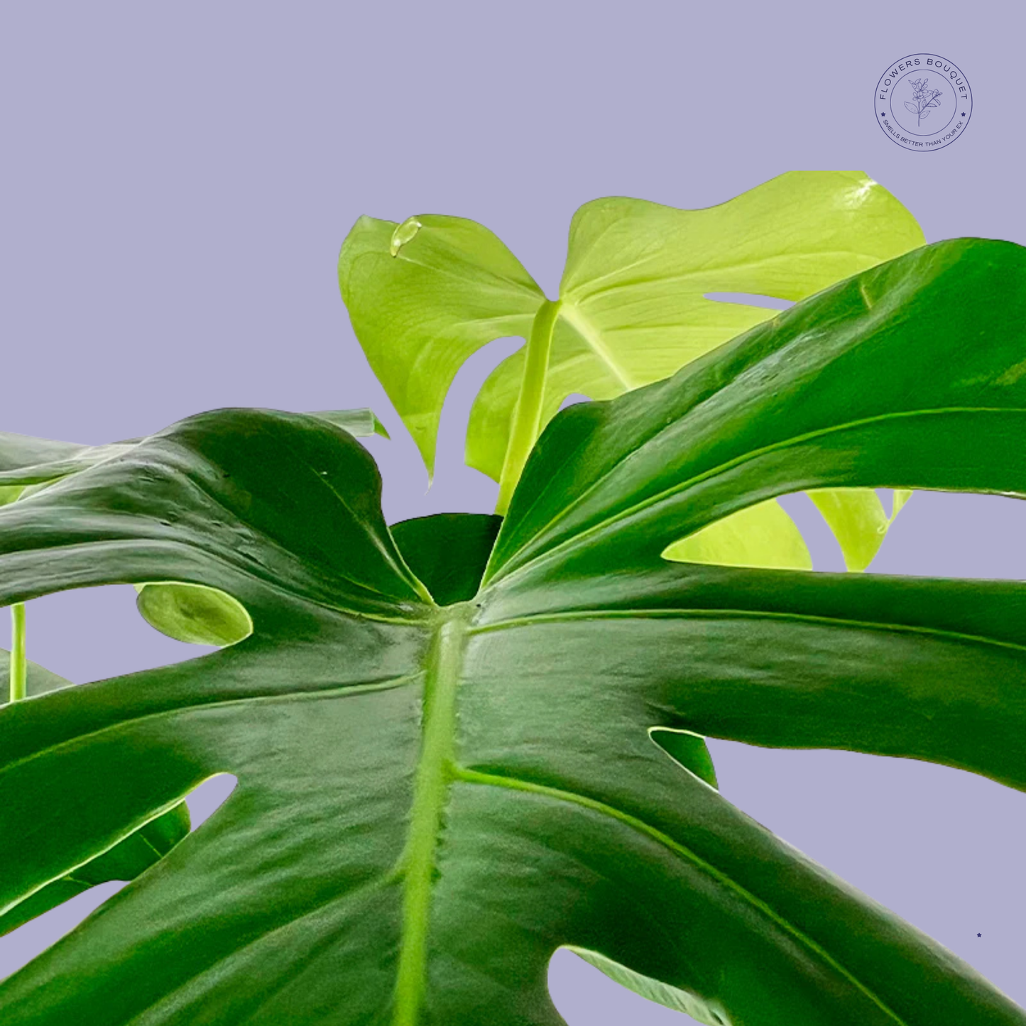 Monstera Deliciosa (Swiss Cheese Plant)