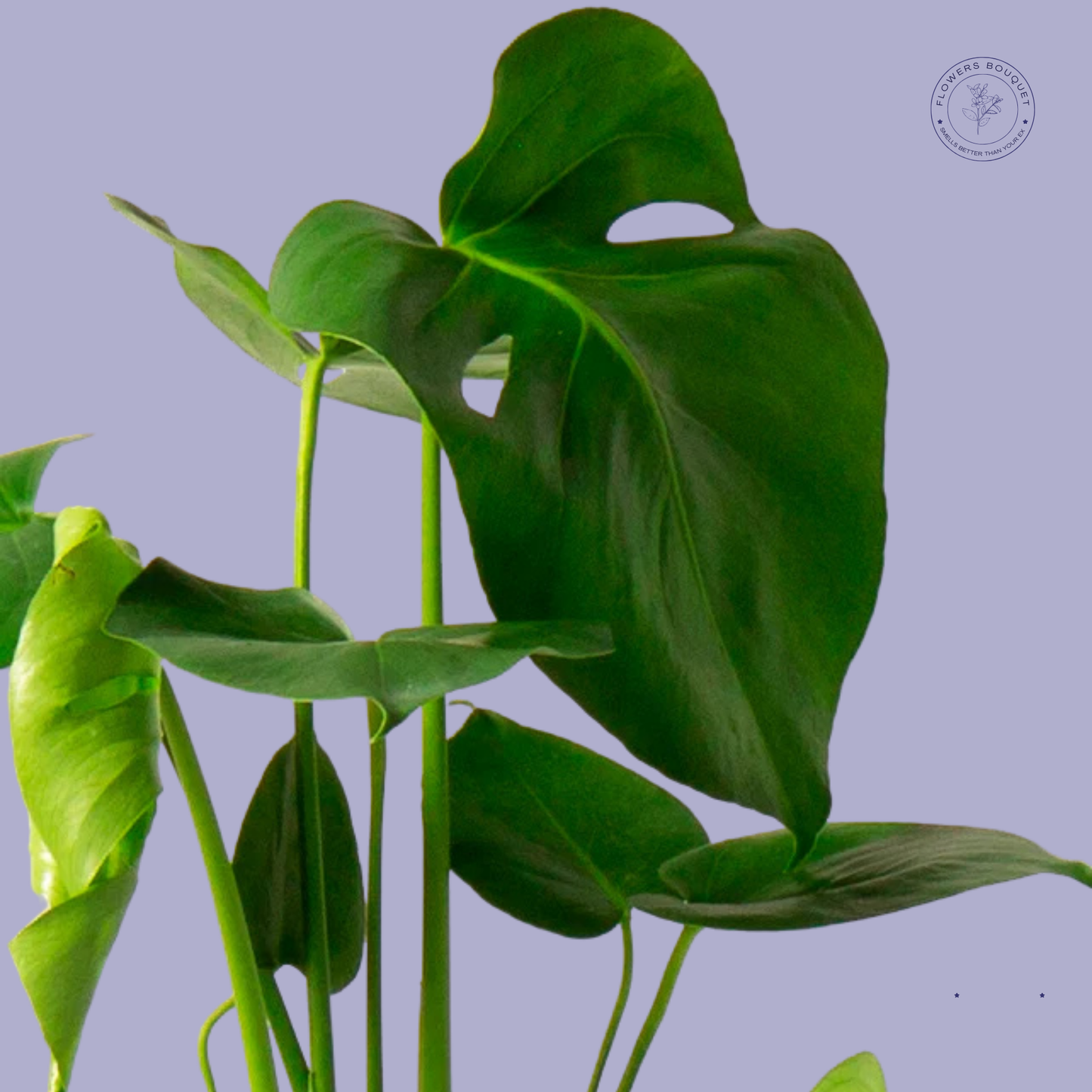 Monstera Deliciosa (Swiss Cheese Plant)