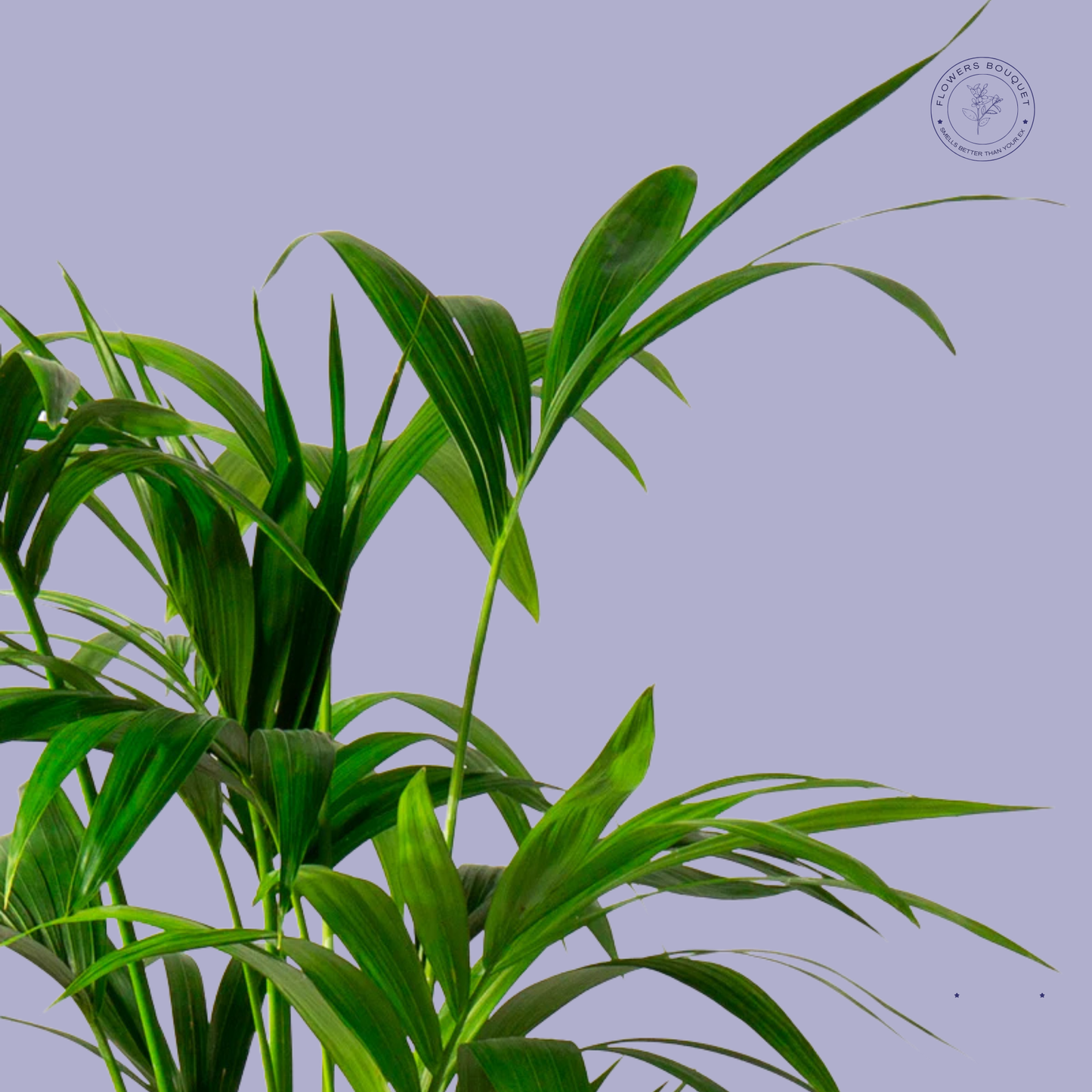 Areca Palm (Dypsis Lutescens)