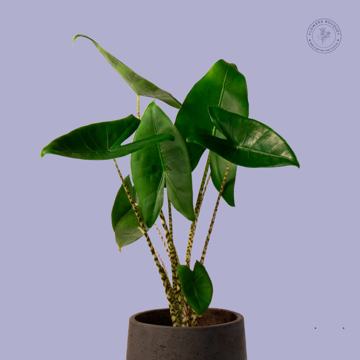 African Spear Plant (Sansevieria Cylindrica)