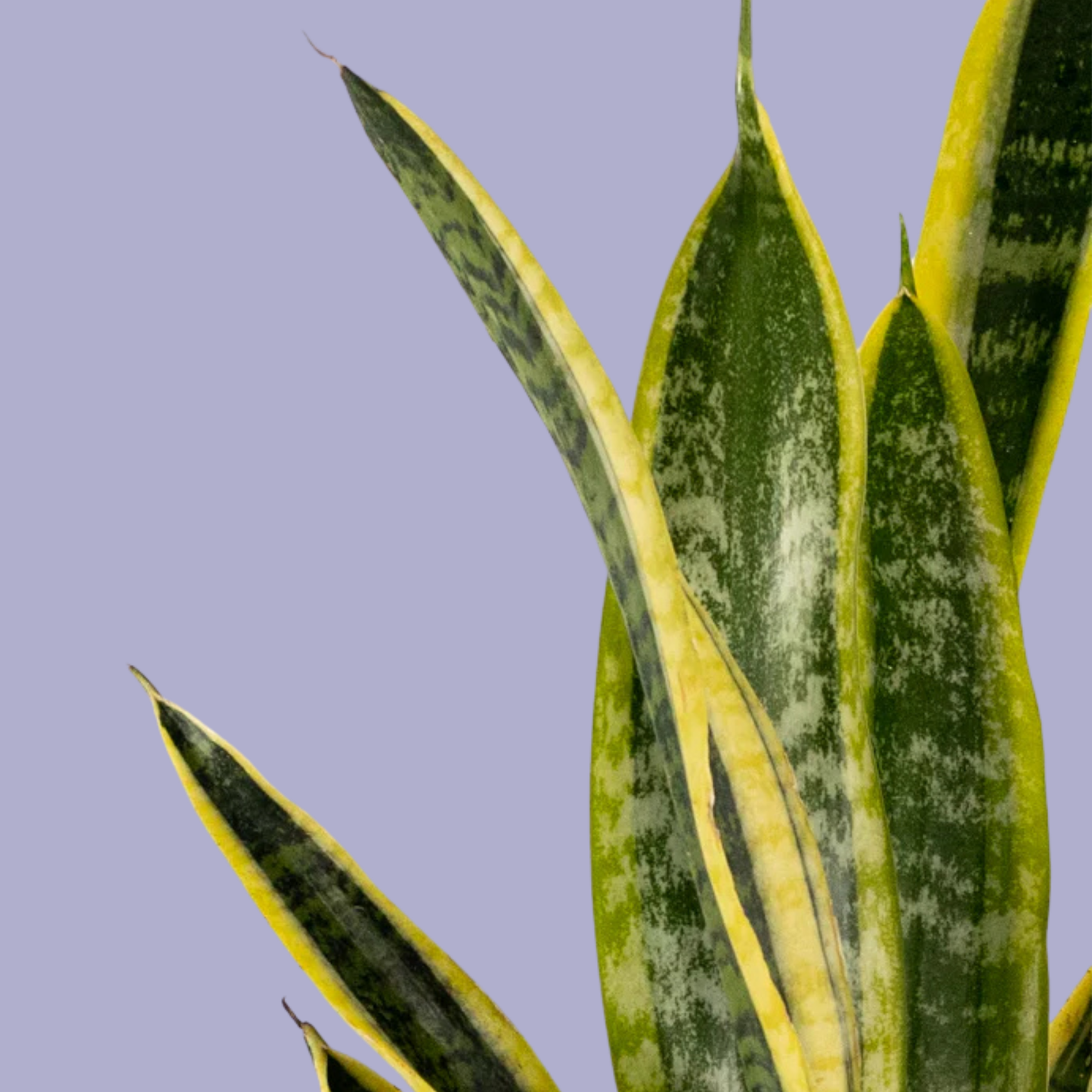 Snake Plant (Sansevieria Trifasciata)