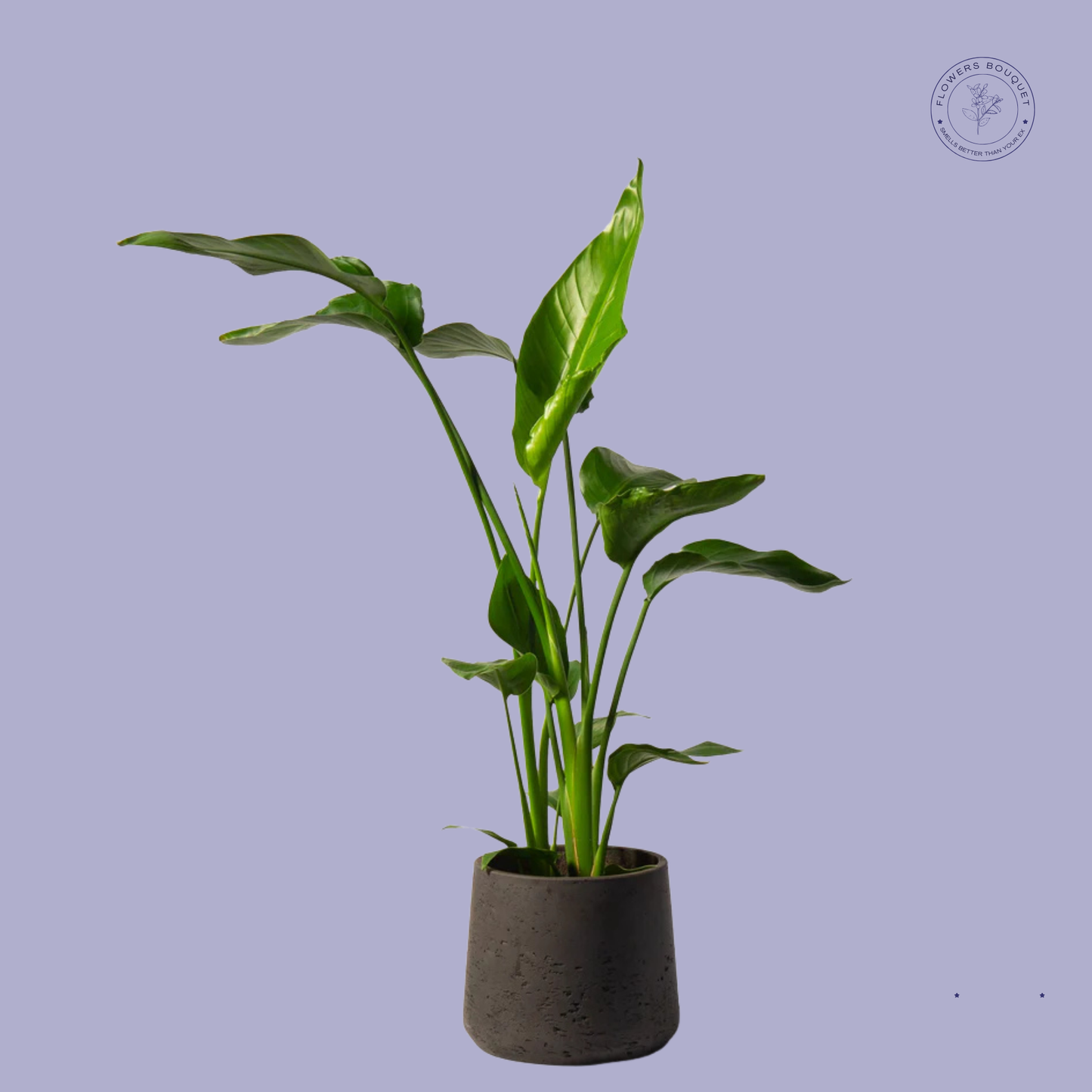 Peace Lily (Spathiphyllum)