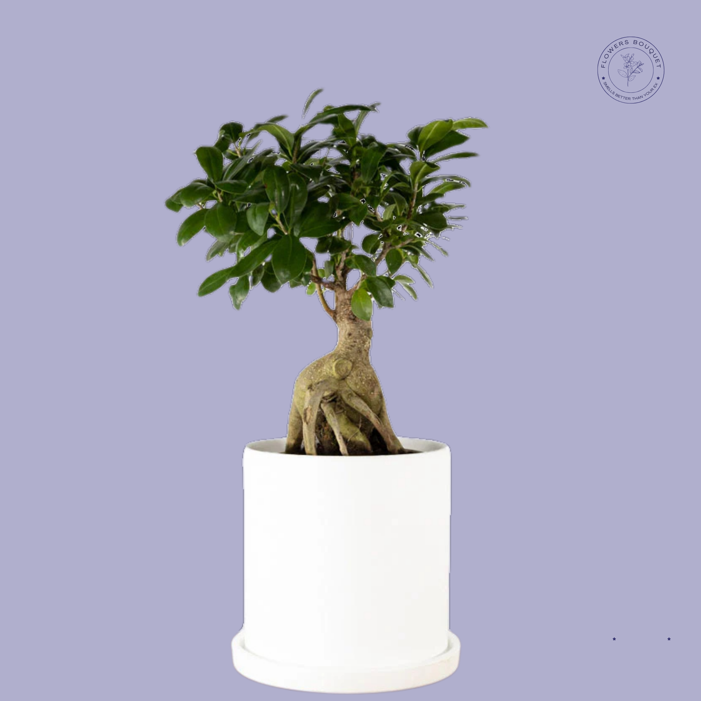 Ficus Ginseng Bonsai