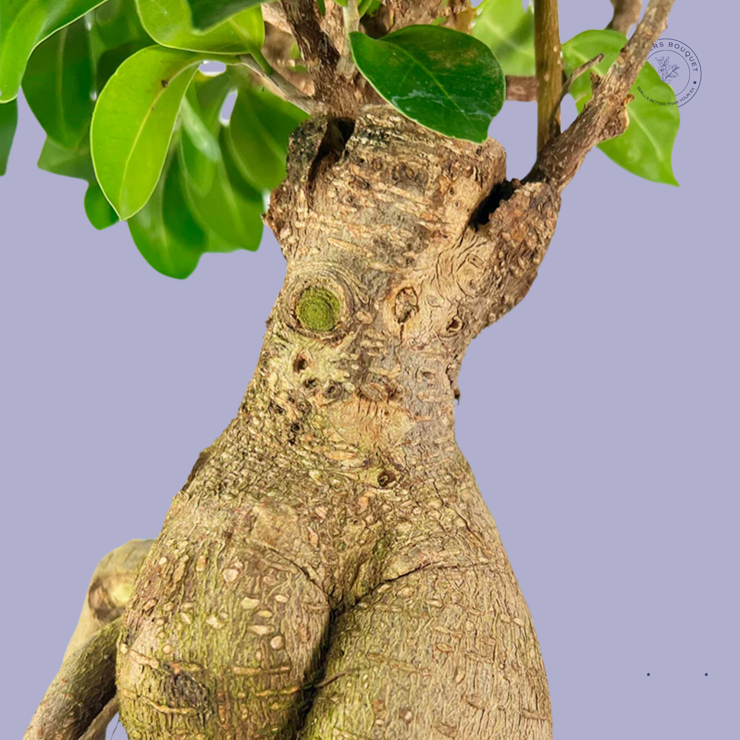 Ficus Ginseng Bonsai
