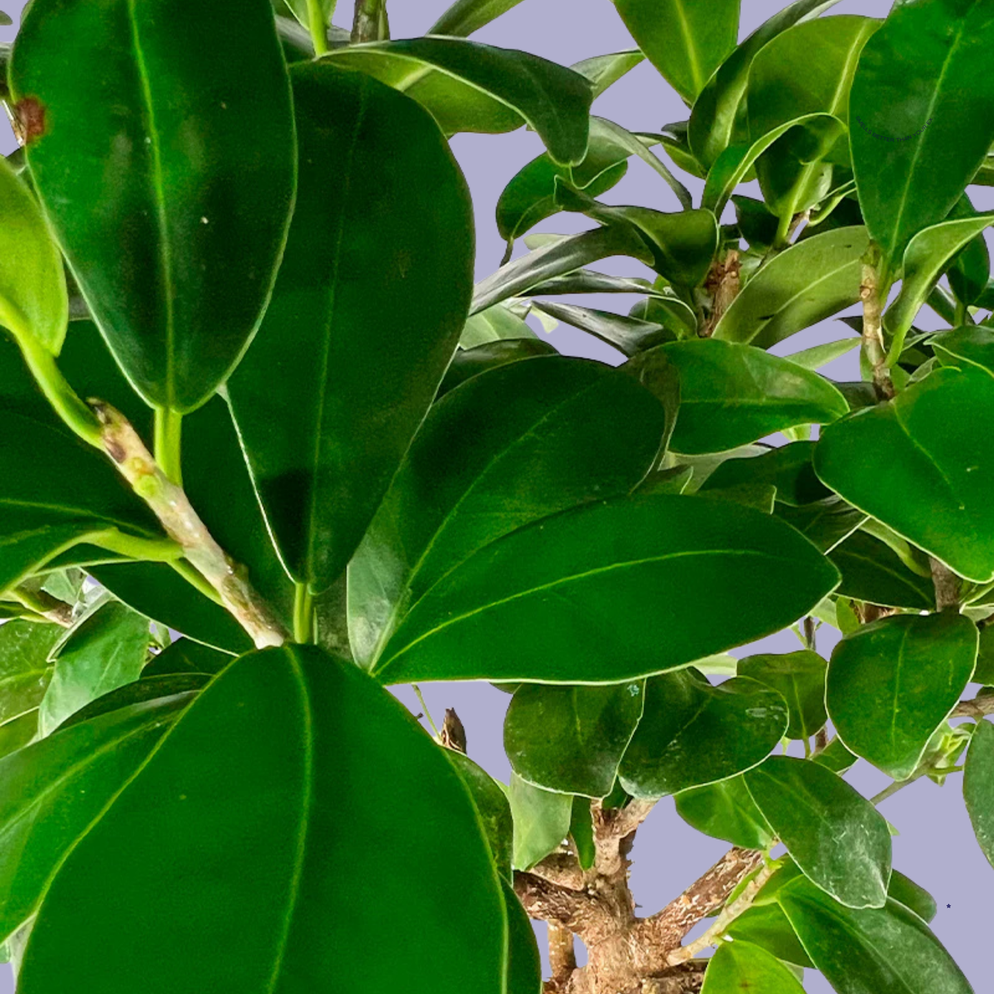 Ficus Ginseng Bonsai