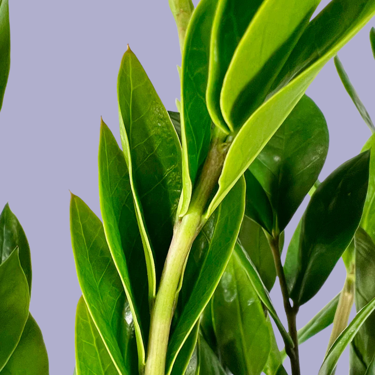 Zamioculcas Zamiifolia (ZZ Plant)