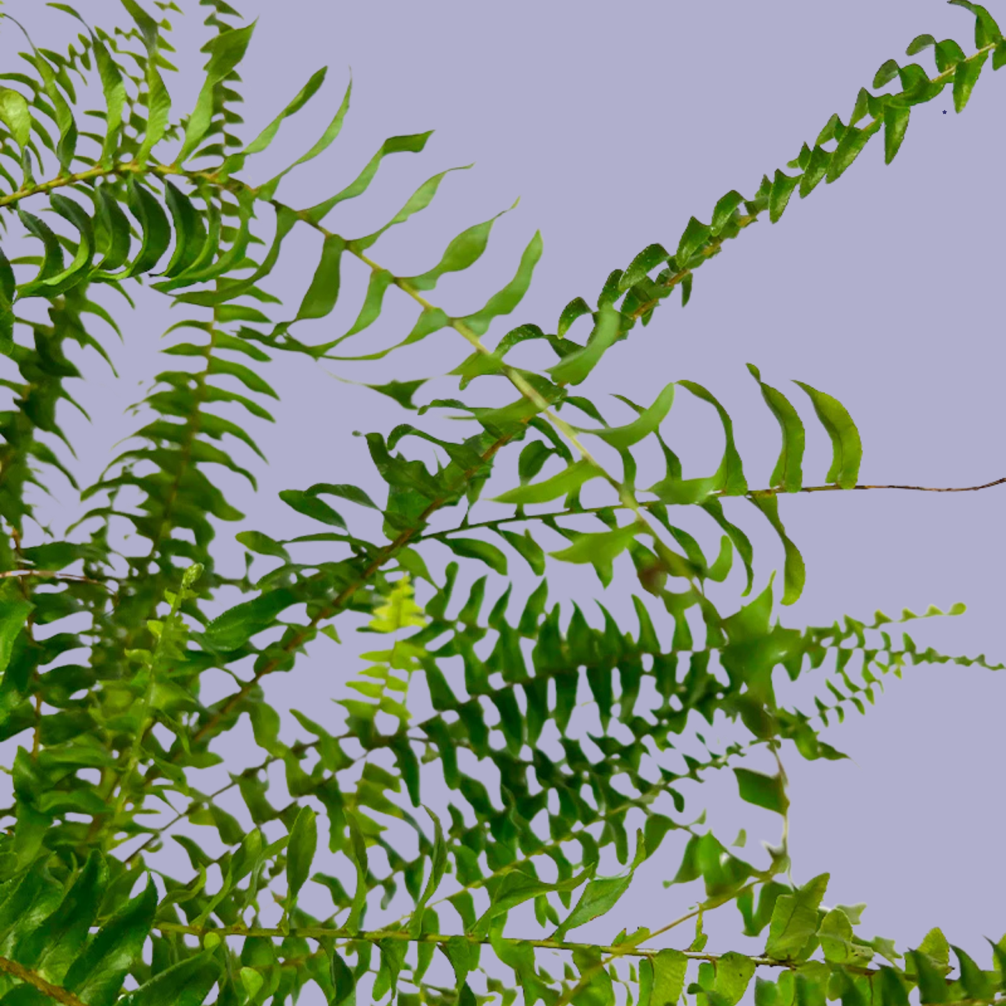 Boston Fern (Nephrolepis exaltata)