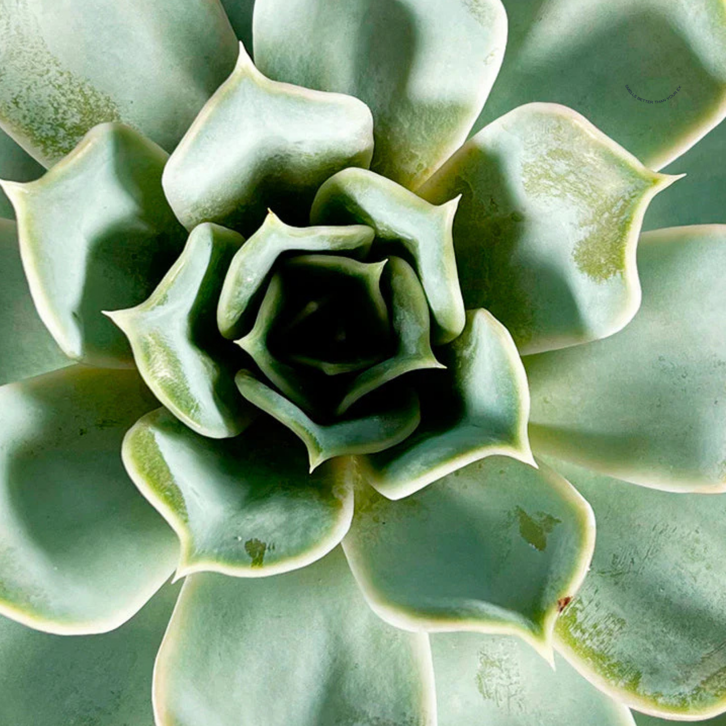 Echeveria Elegans (Mexican Snowball)