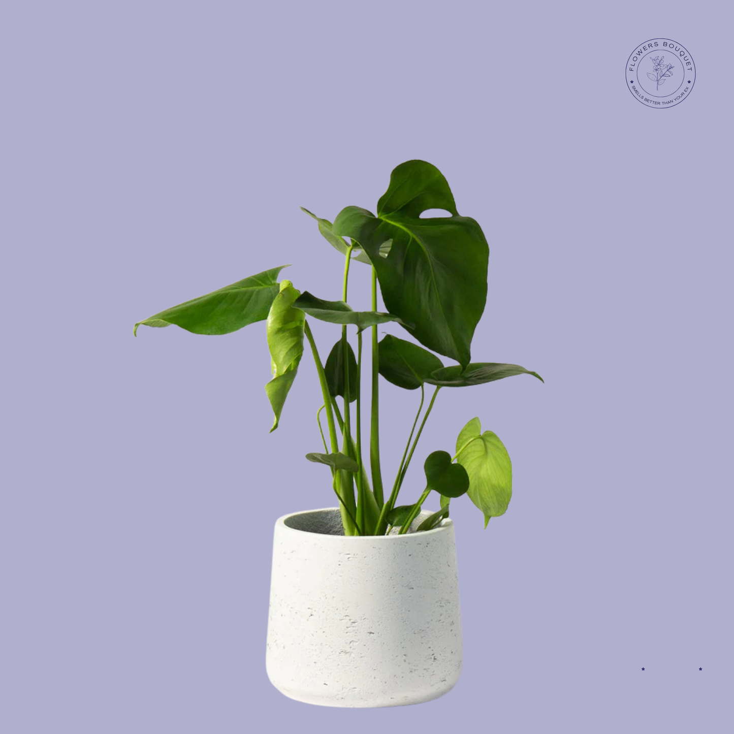 A modern white ceramic pot housing a vibrant Monstera Deliciosa with lush, split leaves.