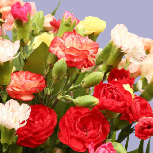 “Mixed carnation bouquet with red, pink, peach, and cream flowers combined with greenery, wrapped in white paper – affordable flowers under £35 UK.”