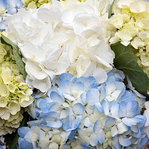 Elegant Hydrangea Bouquet