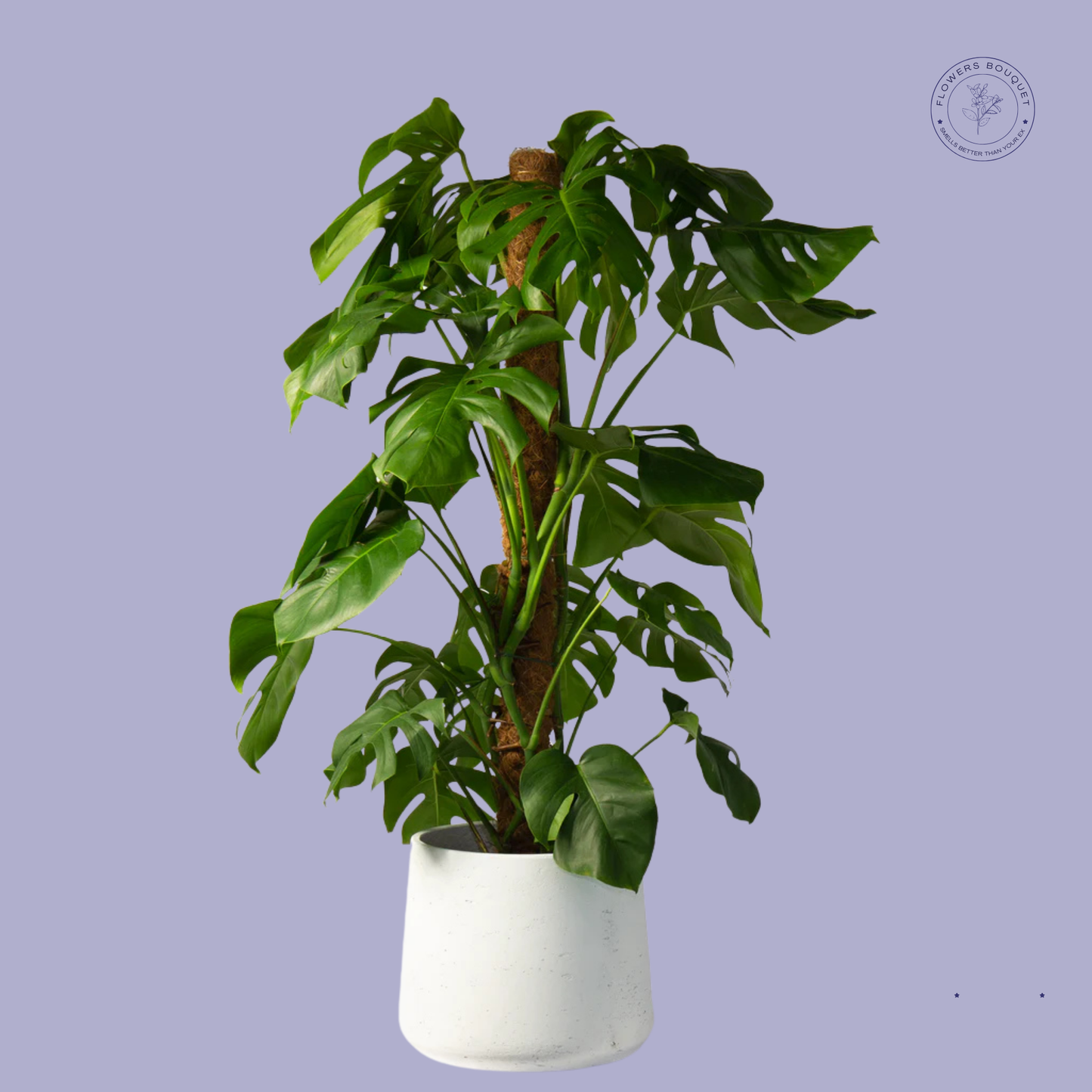 Tall Monstera Deliciosa with Moss Pole