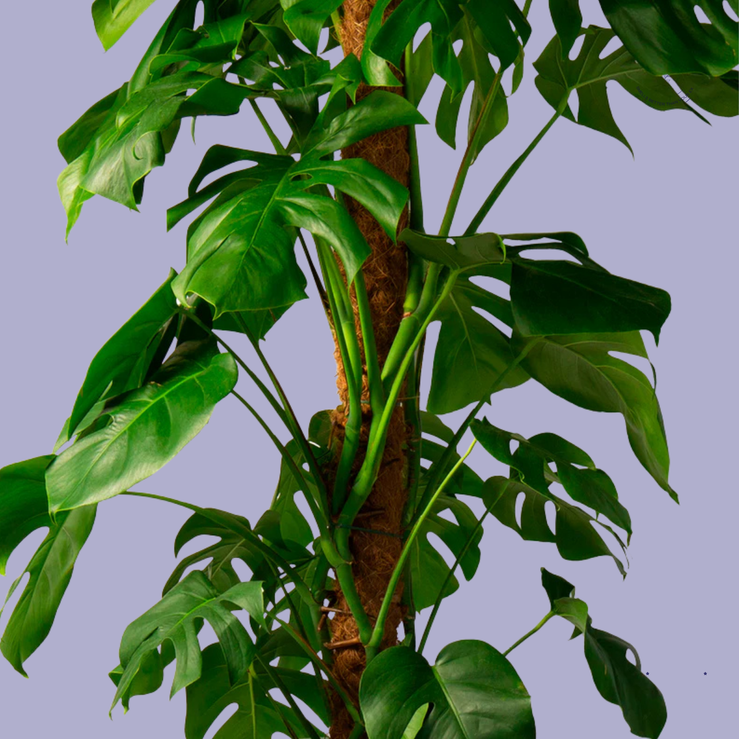 Tall Monstera Deliciosa with Moss Pole