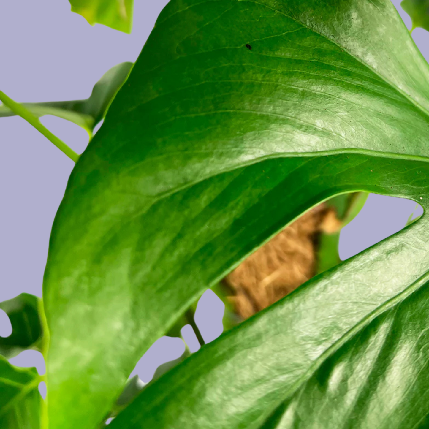 Tall Monstera Deliciosa with Moss Pole