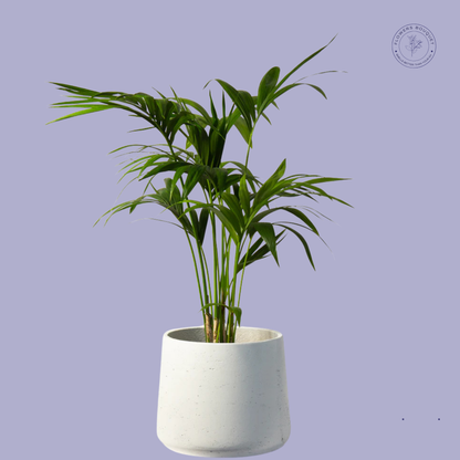 Areca Palm (Dypsis Lutescens)