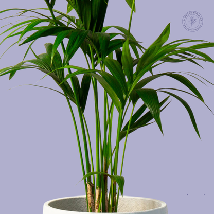 Areca Palm (Dypsis Lutescens)