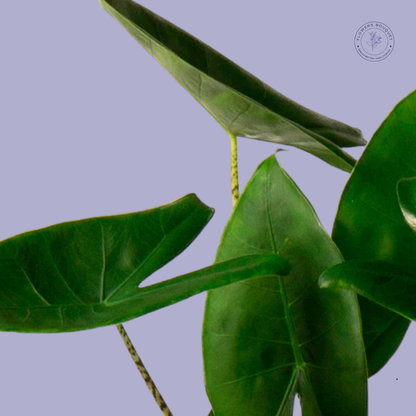 African Spear Plant (Sansevieria Cylindrica)