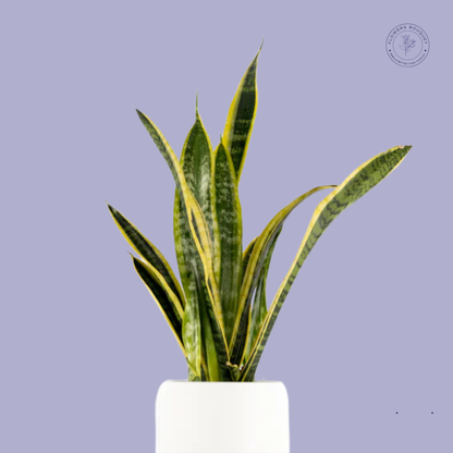 Snake Plant (Sansevieria Trifasciata)