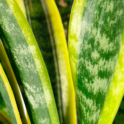 Snake Plant (Sansevieria Trifasciata)