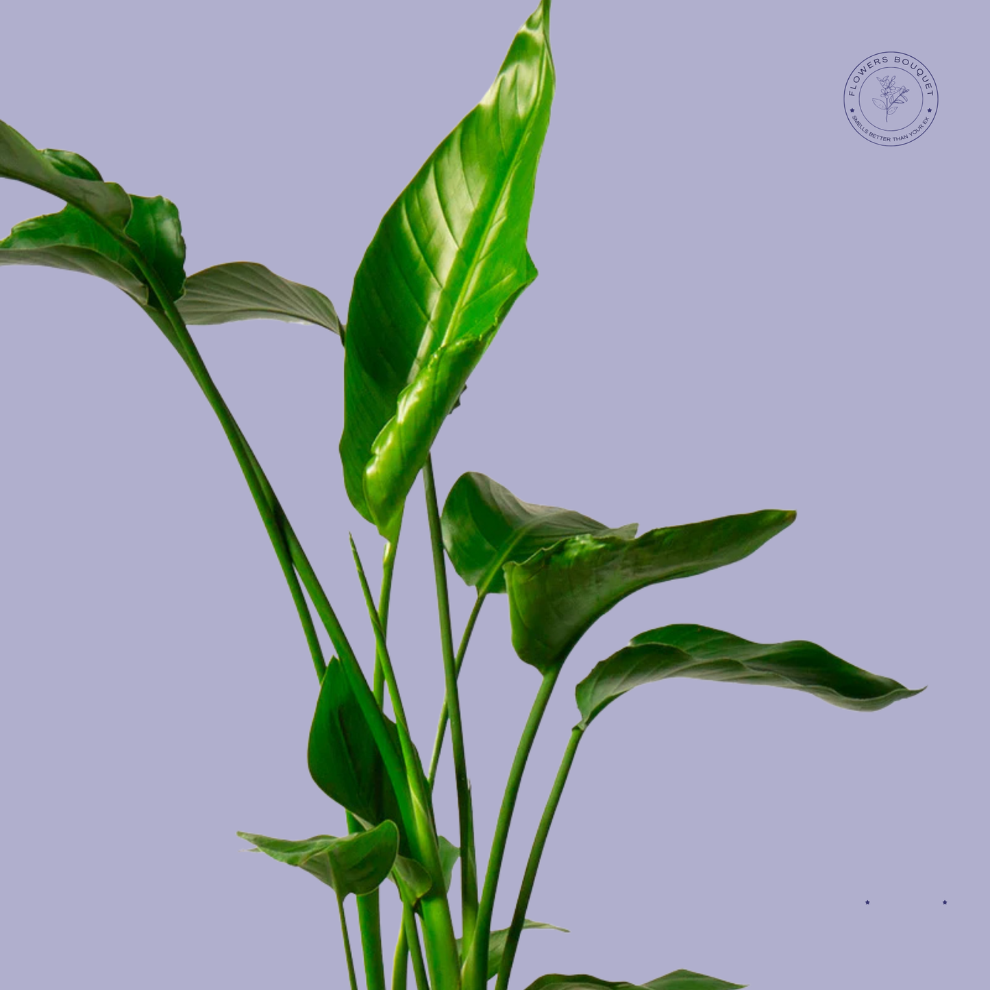 Peace Lily (Spathiphyllum)