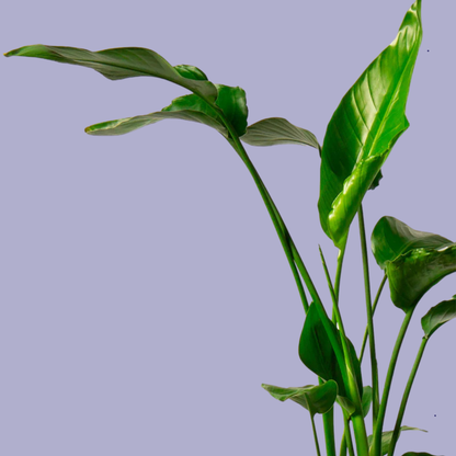 Peace Lily (Spathiphyllum)