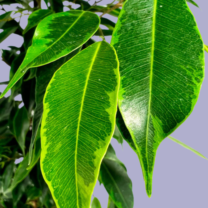 Ficus Benjamina (Weeping Fig)