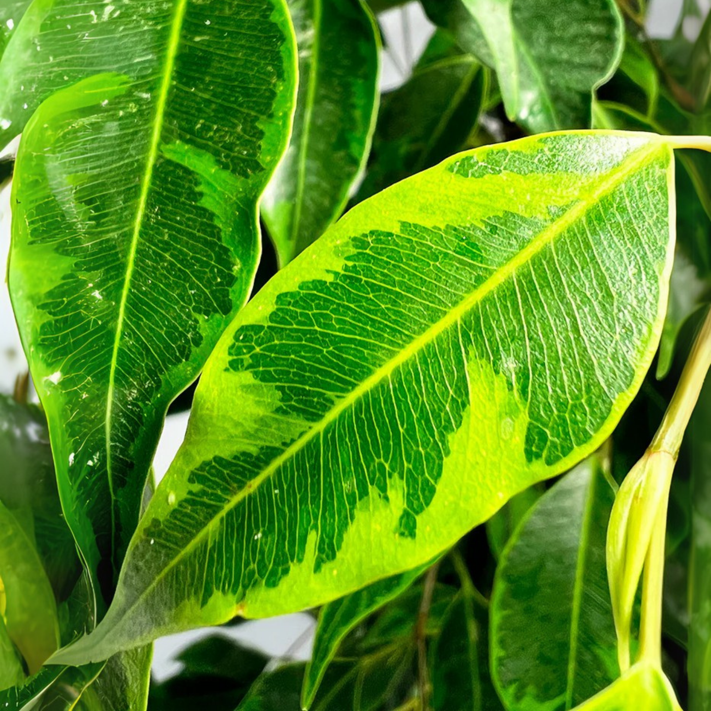 Ficus Benjamina (Weeping Fig)