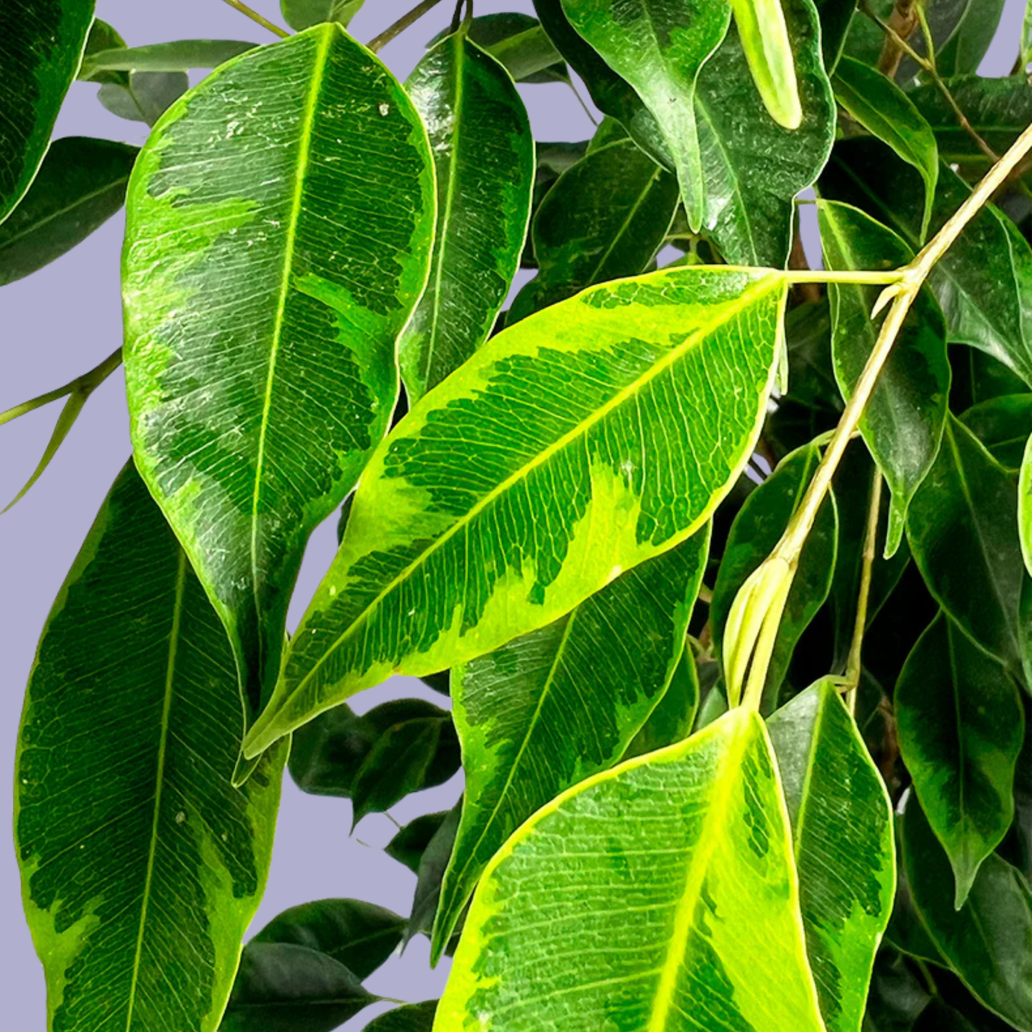 Ficus Benjamina (Weeping Fig)