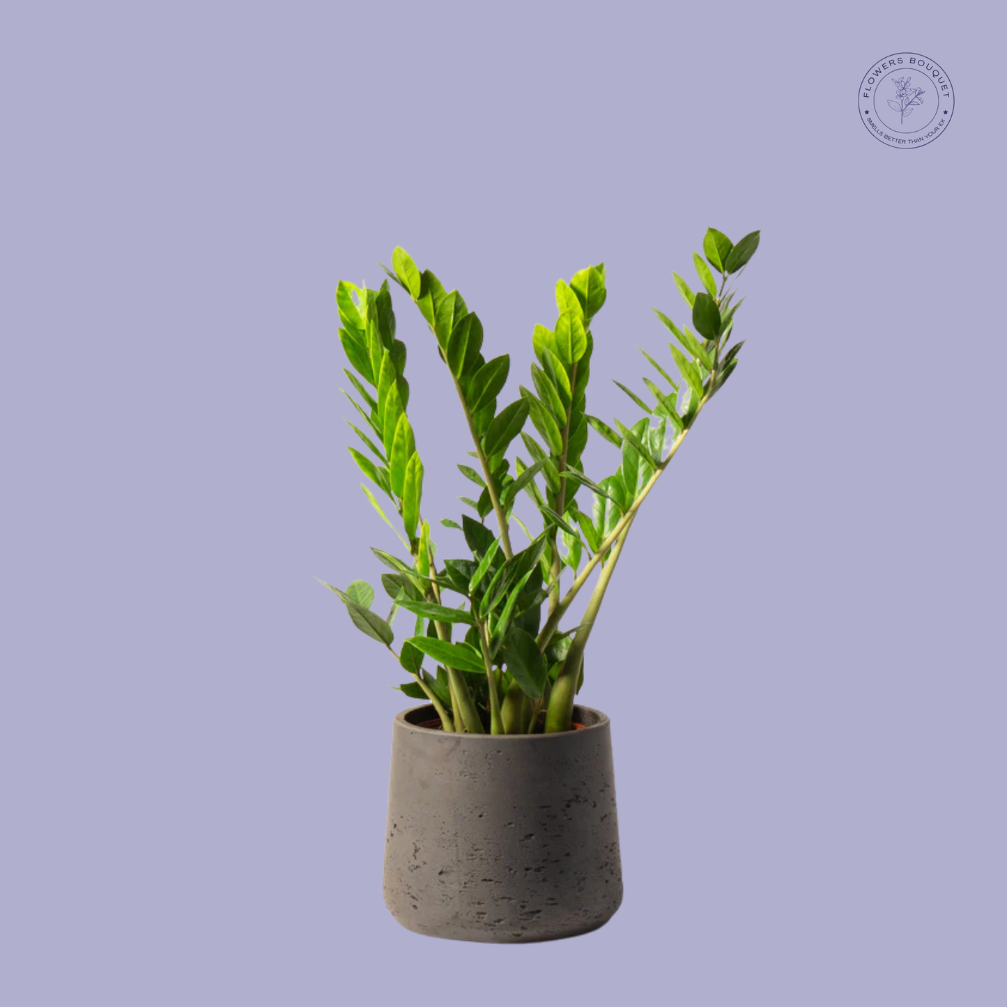 Zamioculcas Zamiifolia (ZZ Plant)