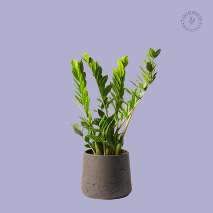 Zamioculcas Zamiifolia (ZZ Plant)