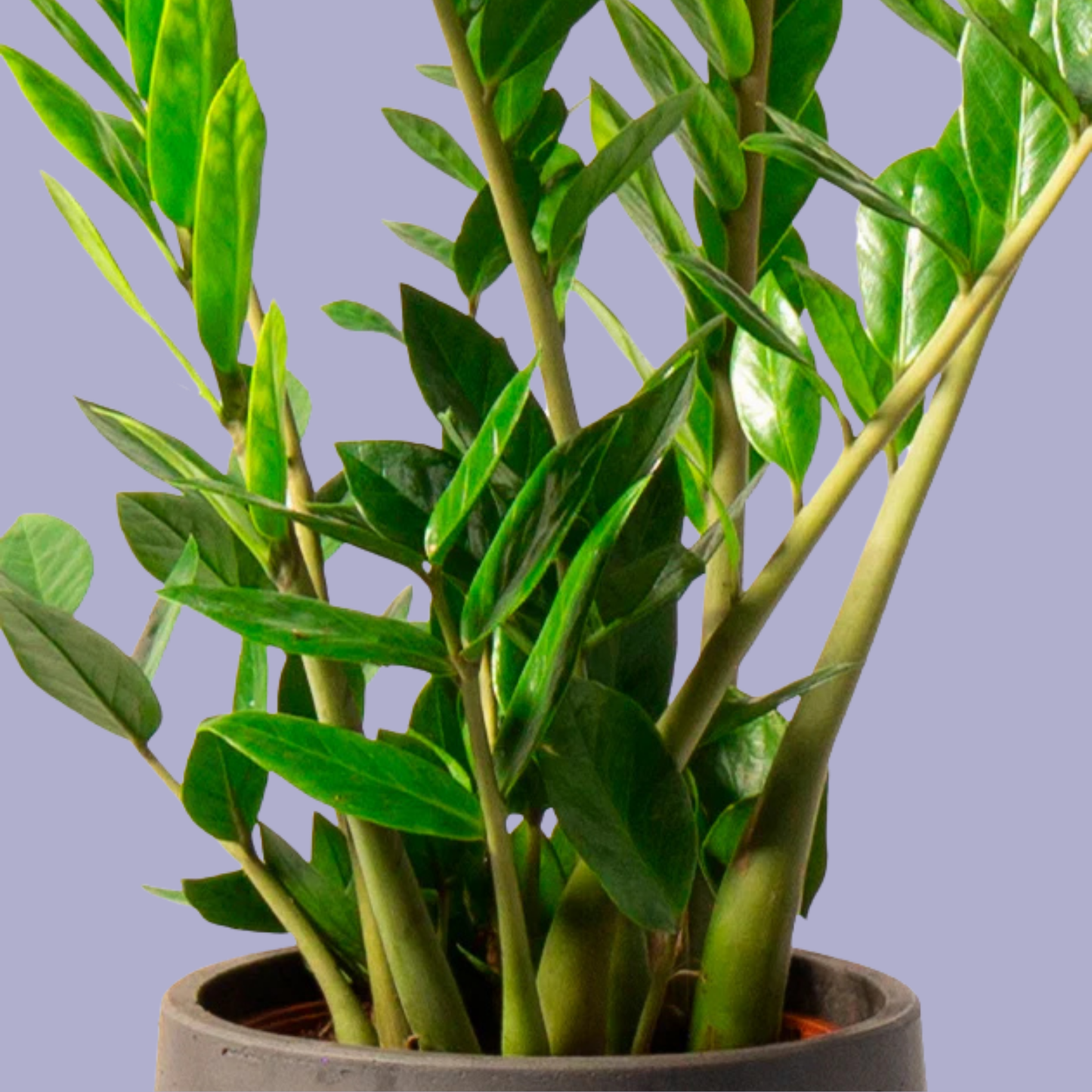 Zamioculcas Zamiifolia (ZZ Plant)
