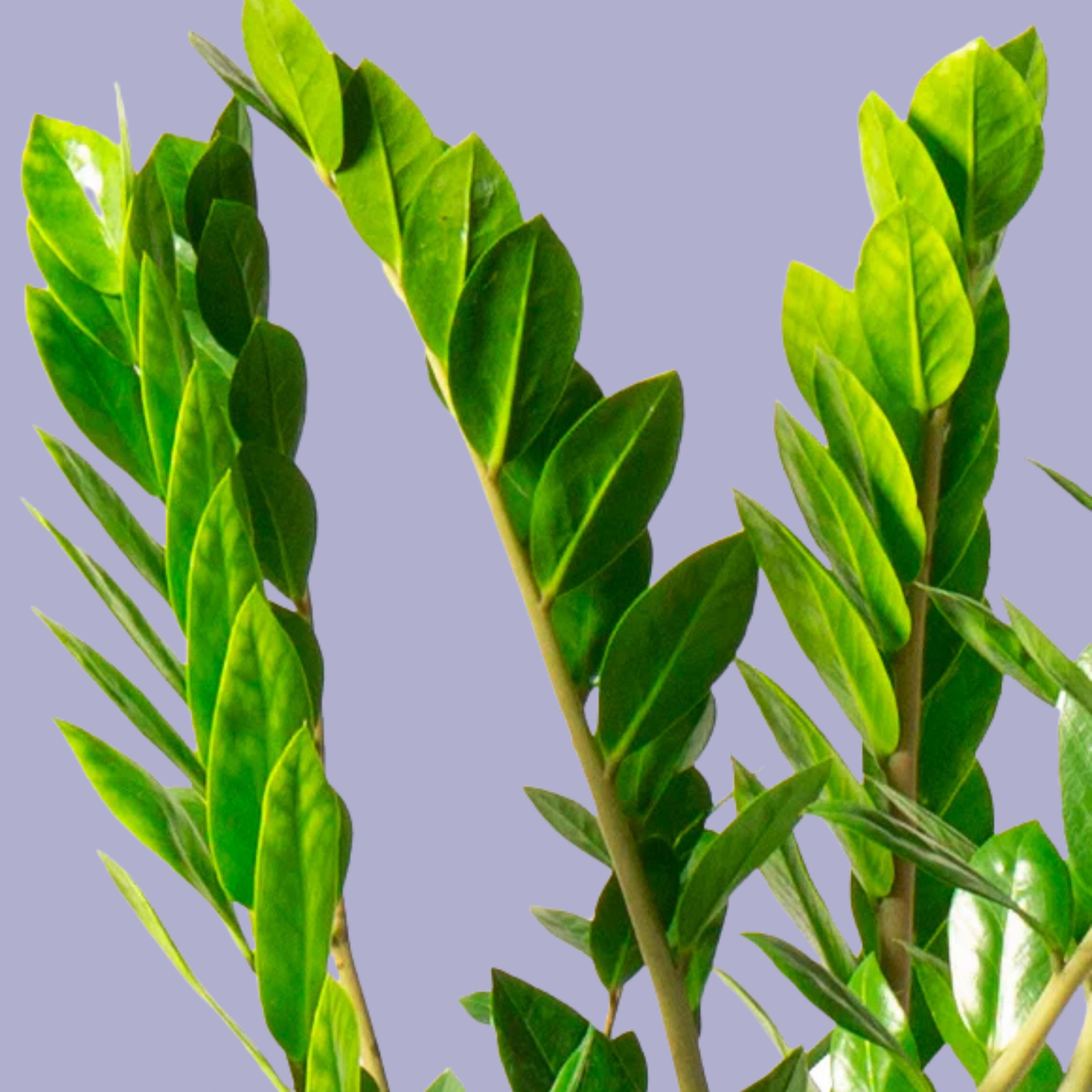 Zamioculcas Zamiifolia (ZZ Plant)
