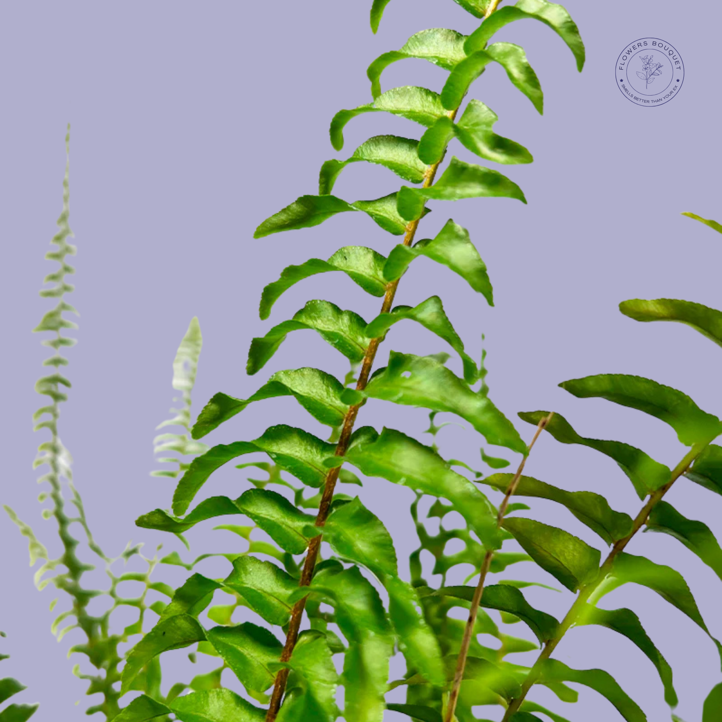 Boston Fern (Nephrolepis exaltata)