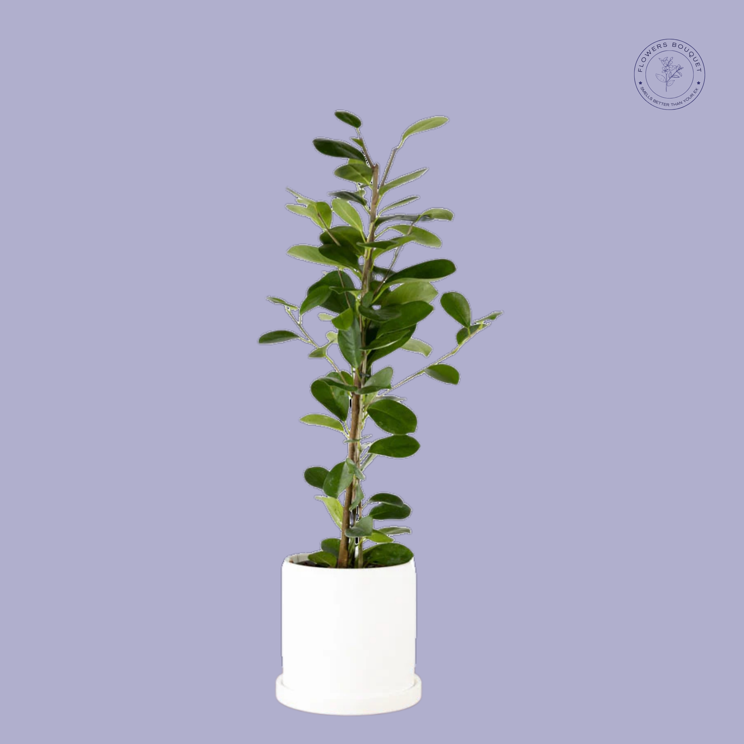 Ficus Microcarpa (Green Island Fig)