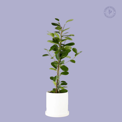 Ficus Microcarpa (Green Island Fig)