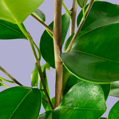 Ficus Microcarpa (Green Island Fig)