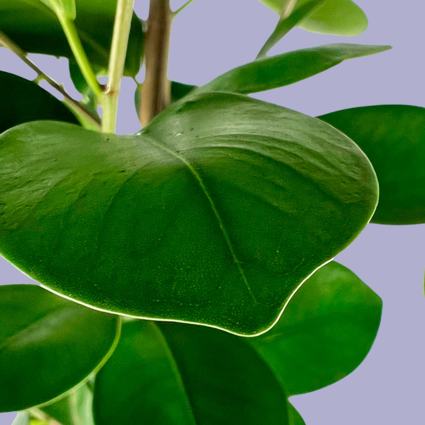 Ficus Microcarpa (Green Island Fig)