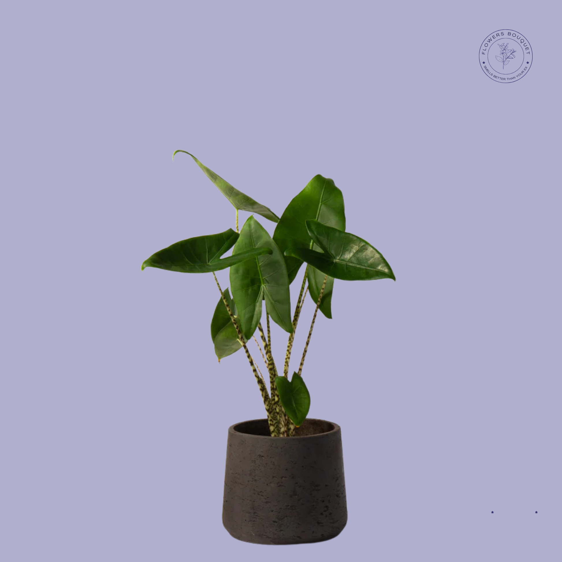 African Spear Plant with cylindrical leaves in a dark grey ceramic pot, perfect for modern indoor décor.