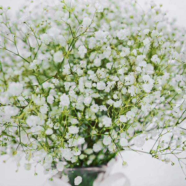 Elegant Baby's Breath Bouquet