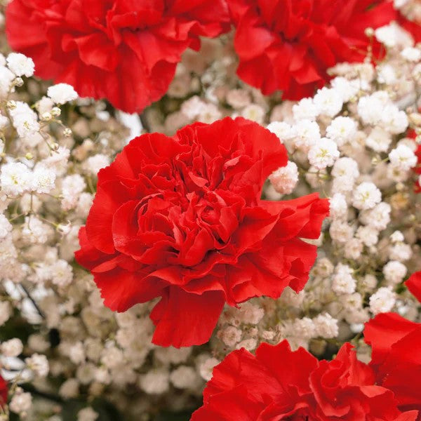 Red Carnation Bouquet with Baby's Breath